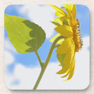 Foto van Sunflower Sky Bier Onderzetter