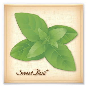 Foto van Sweet Basil Herb Afdruk