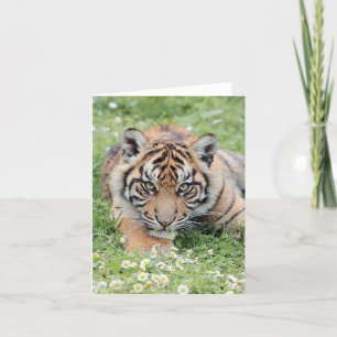 Foto van tijger , huisdier , dieren .kaarten kaart