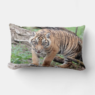 Foto van tijgerkat, dieren, kussen gooien