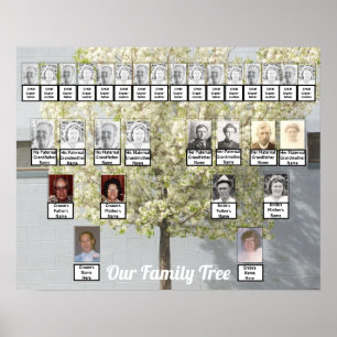 Foto van twee bomen uit de familie  Naam Poster