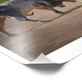 Foto van Two Bulls Fighting Poster (Hoek)