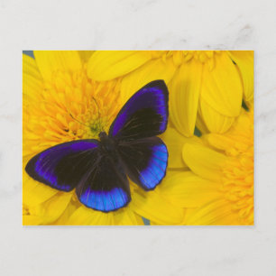 Foto van vlinder briefkaart