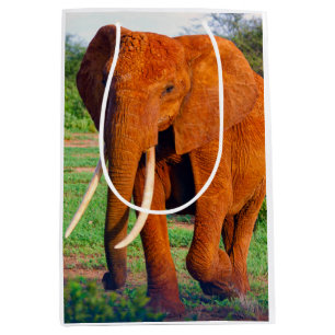 Foto van volwassen Afrikaanse olifant Medium Cadeauzakje