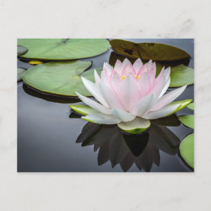 Foto van Water Lily Pink Floral Briefkaart