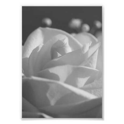 Foto van White Rose B&W Flower print Afdruk (Voorkant)