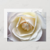 Foto van White Rose Briefkaart (Voorkant / Achterkant)