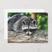 Foto van wild-life-ras briefkaart (Voorkant / Achterkant)