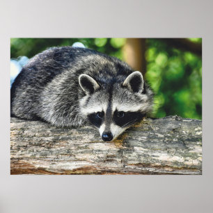 Foto van wild-life-ras poster