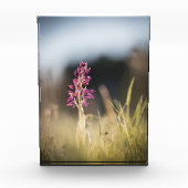 Foto van Wild Orchid Natuur (Voorkant)