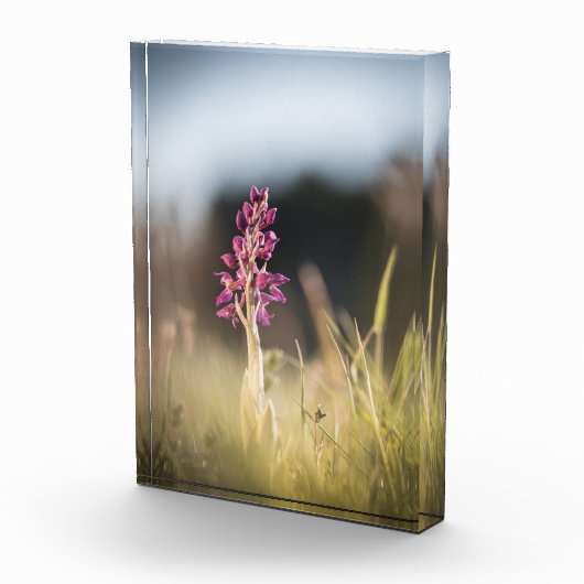 Foto van Wild Orchid Natuur (Rechts)
