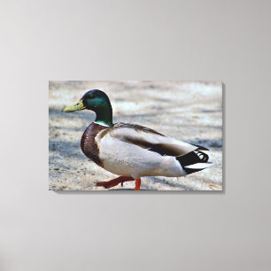 Foto van wilde eend canvas afdruk
