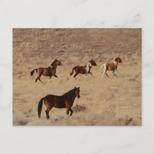 Foto van wilde paarden in Nevada Briefkaart
