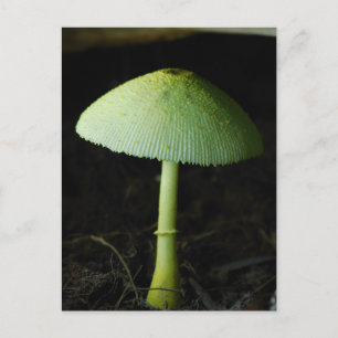 Foto van wilde paddenstoel briefkaart