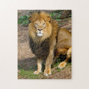 Foto van Wildlife African Lion Sitting Photo Legpuzzel