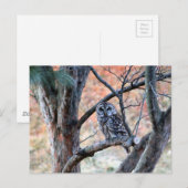 Foto van Wildlife Barred Owl Briefkaart (Voorkant / Achterkant)