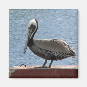 Foto van Wildlife Brown Pelican Water Magneet