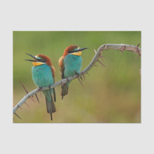 Foto van Wildlife Colorful Bee Eater Tissuepapier