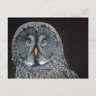 Foto van Wildlife Great Grey Owl Briefkaart