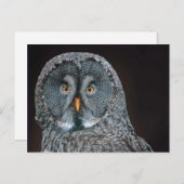 Foto van Wildlife Great Grey Owl Briefkaart (Voorkant / Achterkant)