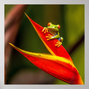 Foto van Wildlife Red Eyed Tree Frog Poster