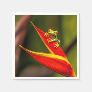 Foto van Wildlife Red Eyed Tree Frog Servet