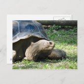 Foto van Wildlife Tortoise Briefkaart (Voorkant / Achterkant)