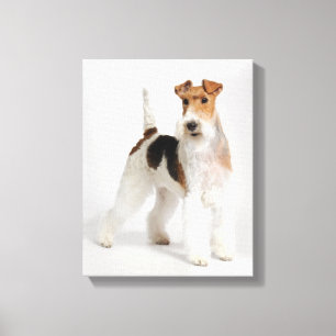 Foto van Wire Fox Terrier Dog Canvas Afdruk
