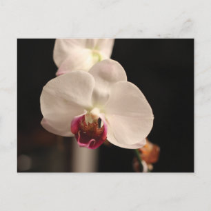 Foto van witte en roze orchidee-ventilator briefkaart