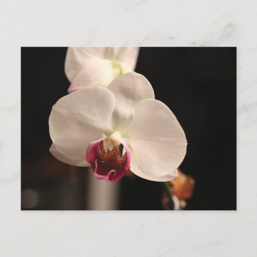 Foto van witte en roze orchidee-ventilator briefkaart (Voorkant)