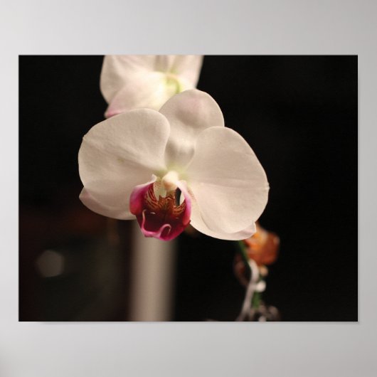Foto van witte en roze orchidee-ventilator poster (Voorkant)