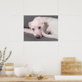 Foto van witte hond met krulstaart tegen gezicht poster (Keuken)