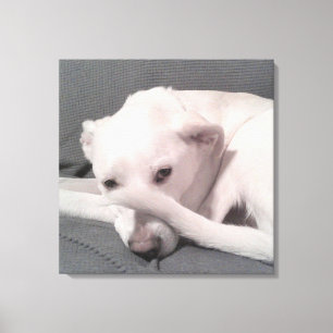 Foto van witte hond met staart op grijze gezicht canvas afdruk