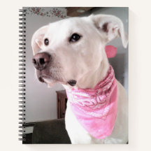 Foto van witte puppy-hond met roze sjaal