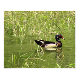 Foto van Wood Duck Drake Afdruk