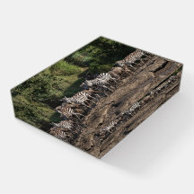 Foto van zebra Herd in het wild