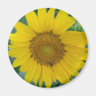 Foto van zonnebloemen magneet