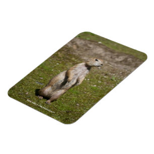 Foto van zwartstaartprairiehond in het wild magneet