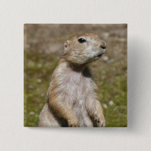Foto van zwartstaartprairiehond in het wild vierkante button 5,1 cm