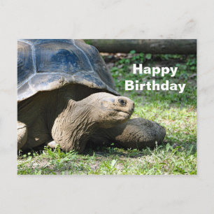 Foto verjaardag wilde landschildpad briefkaart