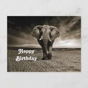Foto verjaardag wilde stier olifant briefkaart