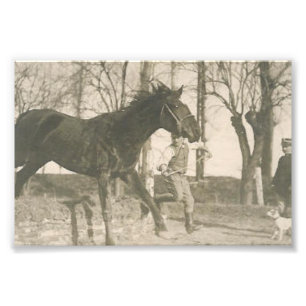 foto voor paarden afdruk