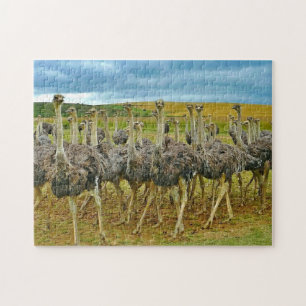 Foto Wilde dieren Ostrich Flock Legpuzzel
