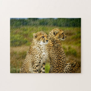 Foto Wildlife Cheetah Legpuzzel