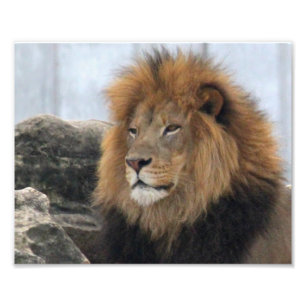 Foto Wildlife Lion Afdruk