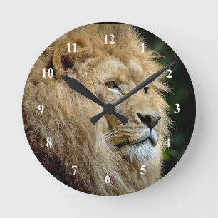 Foto Wildlife Lion Ronde Klok