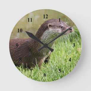 Foto Wildlife Otter Ronde Klok