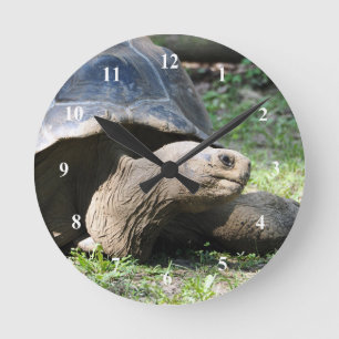 Foto Wildlife Tortoise Ronde Klok