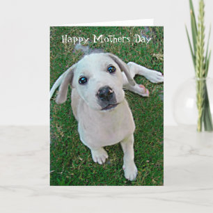 foto witte puppy hond Happy Mothers Day Kaart