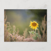 Foto zonnebloempitten Foto Briefkaart (Voorkant)